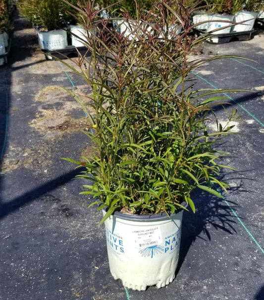 LYSIMACHIA LANCEOLATA `BURGUNDY MIST`