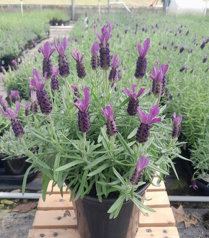 LAVANDULA STOECHAS `PRIMAVERA`