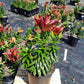LILIUM `TINY ROCKET` (RED)