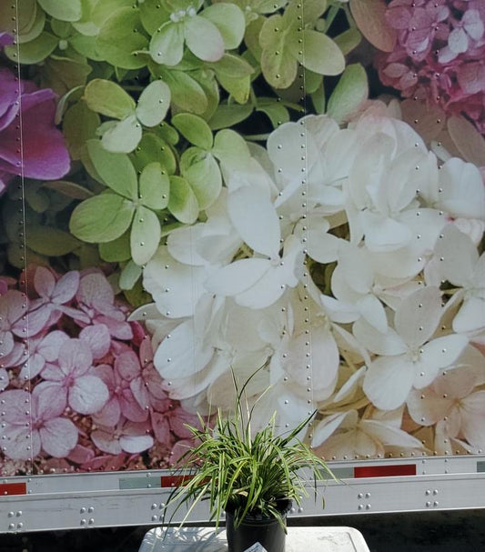 LIRIOPE MUSCARI `VARIEGATA`