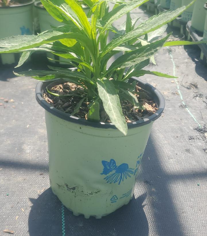 LOBELIA CARDINALIS