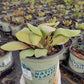 MERTENSIA VIRGINICA