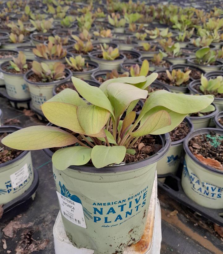 MERTENSIA VIRGINICA