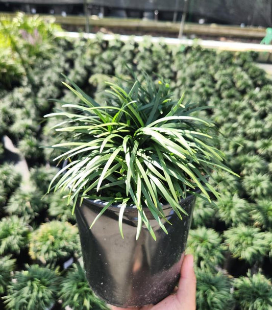 OPHIOPOGON JAPONICUS `NANA`