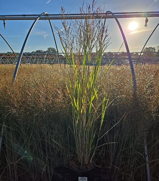 PANICUM VIRGATUM `SMOKING GUN`
