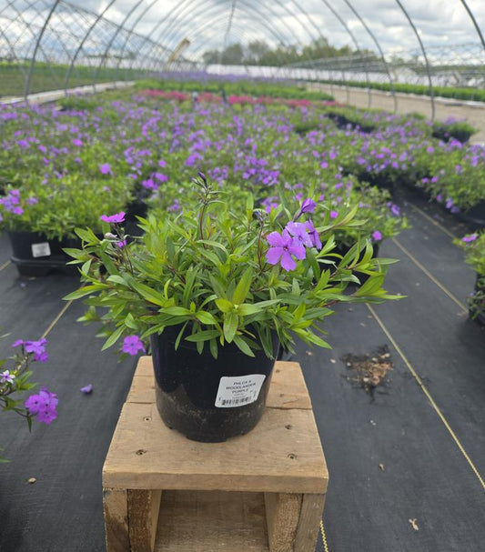 PHLOX X WOODLANDER `PURPLE`