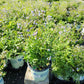 POLEMONIUM REPTANS