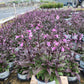 PENSTEMON `MIDNIGHT MASQUERADE`