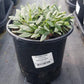 RUDBECKIA `LITTLE GOLDSTAR`