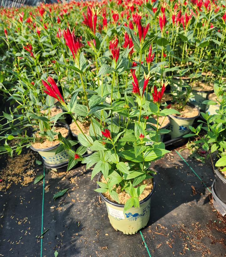 SPIGELIA MARILANDICA `LITTLE REDHEAD`