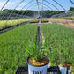 SCHIZACHYRIUM S. PRAIRIE WINDS `BLUE PARADISE`