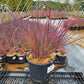 SCHIZACHYRIUM SCOPARIUM `THE BLUES`