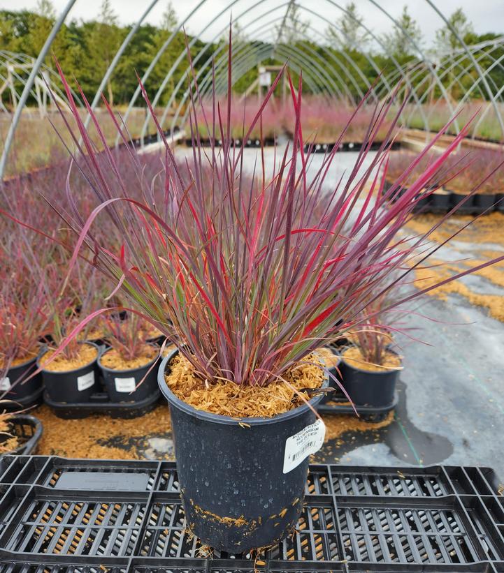 SCHIZACHYRIUM SCOPARIUM `THE BLUES`