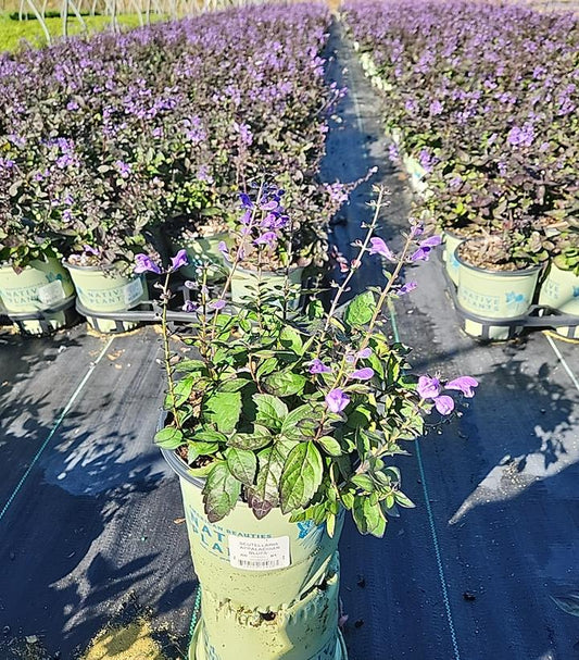 SCUTELLARIA `APPALACHIAN BLUES`