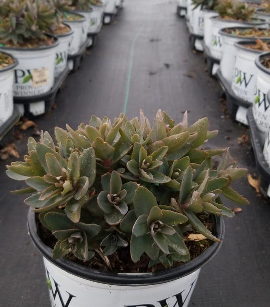 SEDUM ROCK `N GROW `TIRAMISU`