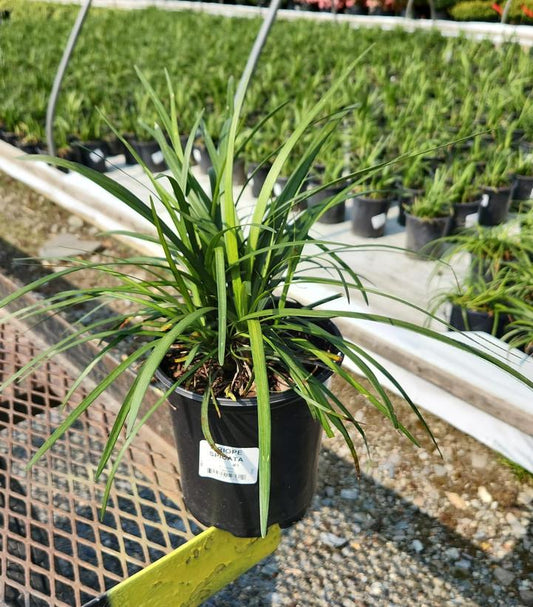 LIRIOPE SPICATA