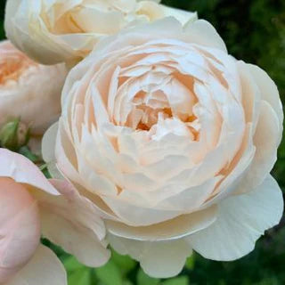 ROSA `WINDERMERE`