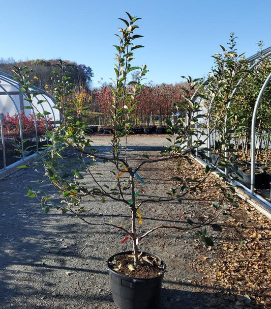 MALUS -6 IN 1 COLD CLIMATE ESPALIER (APPLE)