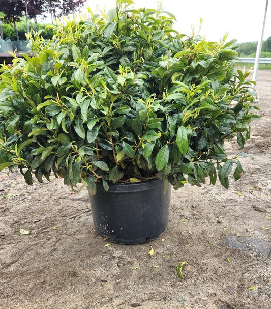 PRUNUS LAUROCERASUS `CHESTNUT HILL`