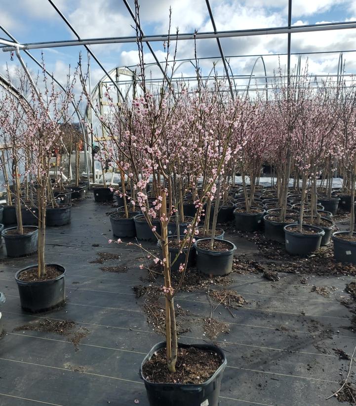 PRUNUS `HARDIRED` NECTARINE