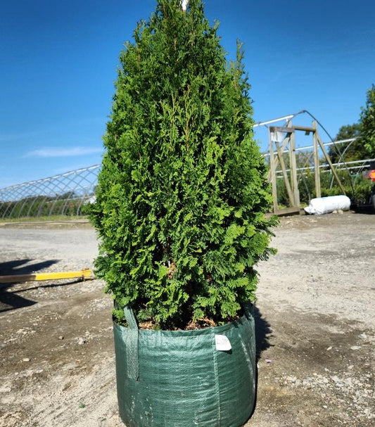 THUJA OCCIDENTALIS `DEGROOTS SPIRE`