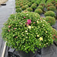 MUMS 3-COLOR COMBO