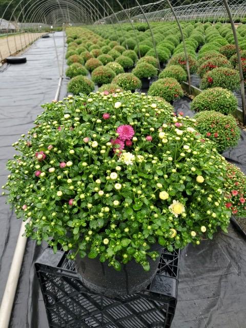 MUMS 3-COLOR COMBO