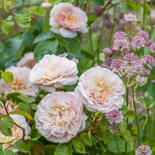 ROSA `EMILY BRONTE`