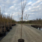 ACER RUBRUM `ARMSTRONG GOLD`