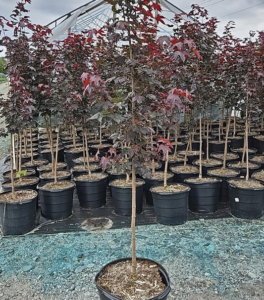 ACER PLAT X TRUNC `CRIMSON SUNSET`