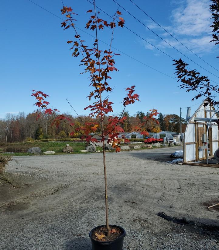 ACER SACCHARUM `GREEN MOUNTAIN`