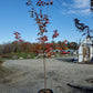 ACER SACCHARUM `GREEN MOUNTAIN`