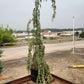 CEDRUS ATLANTICA `GLAUCA PENDULA`