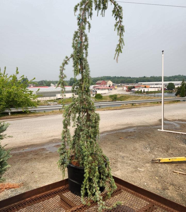 CEDRUS ATLANTICA `GLAUCA PENDULA`