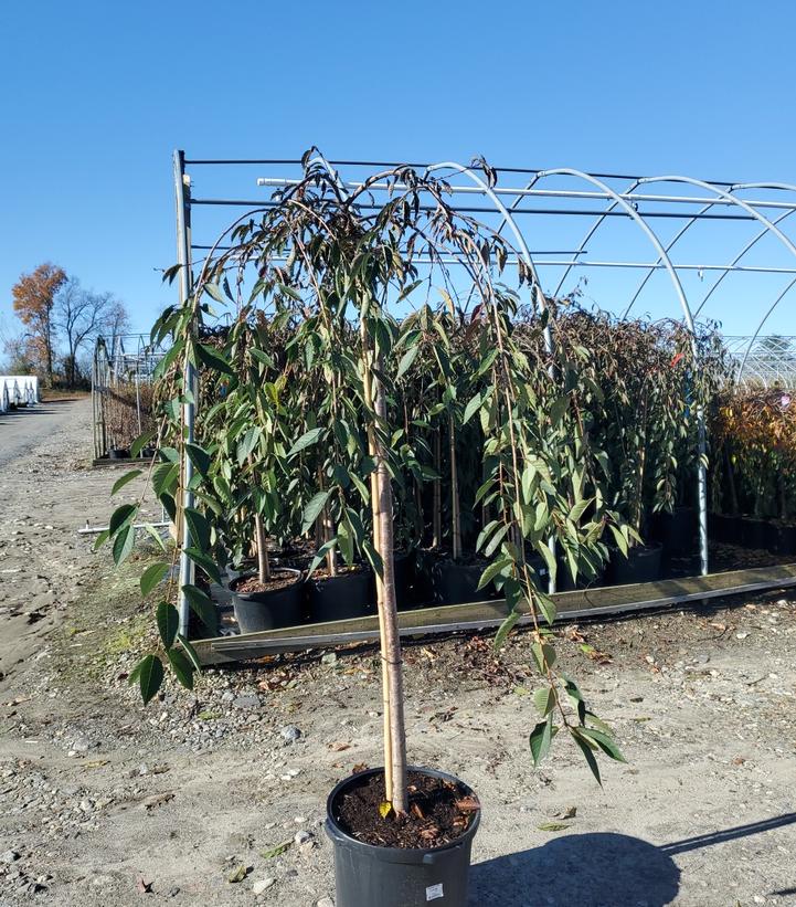 PRUNUS X `PINK CASCADE`