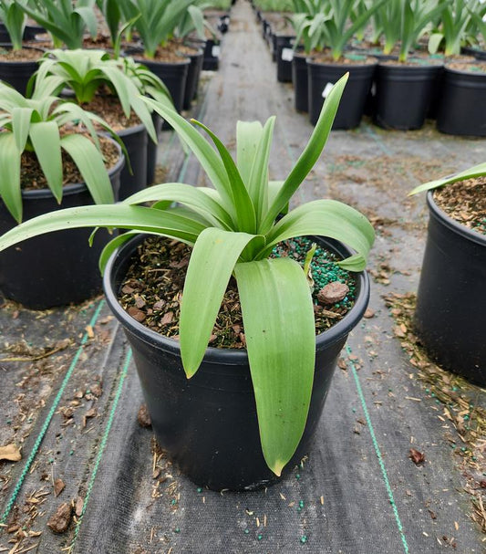 ALLIUM `PINBALL WIZARD`
