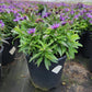 ASTER NOVAE-ANGLIAE `GRAPE CRUSH`
