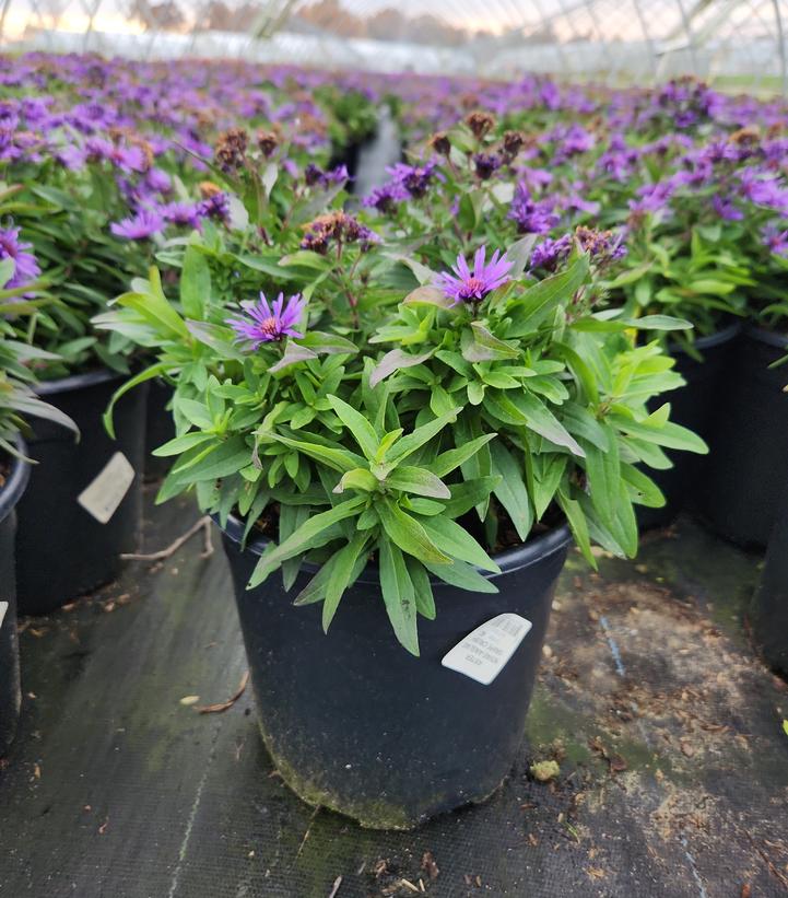 ASTER NOVAE-ANGLIAE `GRAPE CRUSH`