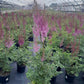 ASTILBE CHINENSIS `PURPLE CANDLES`