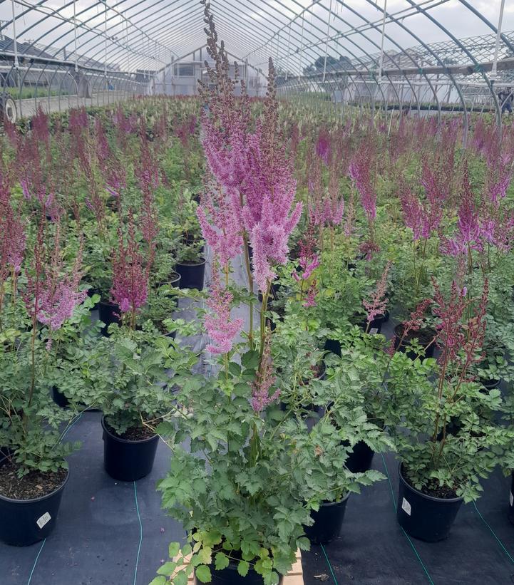 ASTILBE CHINENSIS `PURPLE CANDLES`