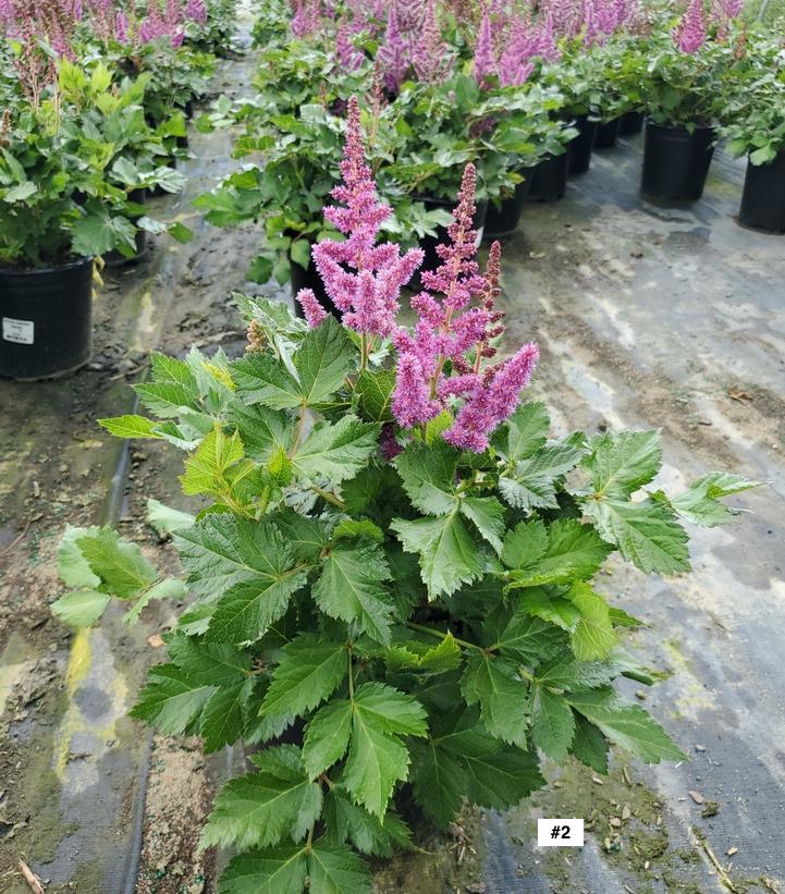 ASTILBE CHINENSIS `VISIONS`