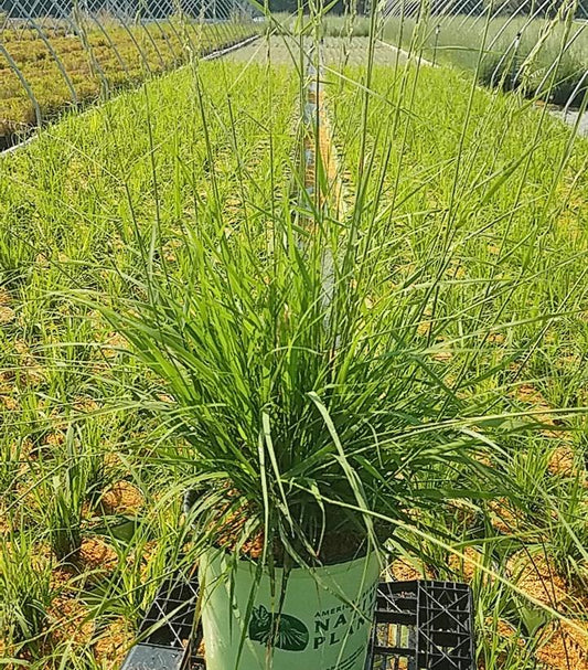 BOUTELOUA CURTIPENDULA