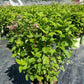 EUPATORIUM DUBIUM `LITTLE JOE`