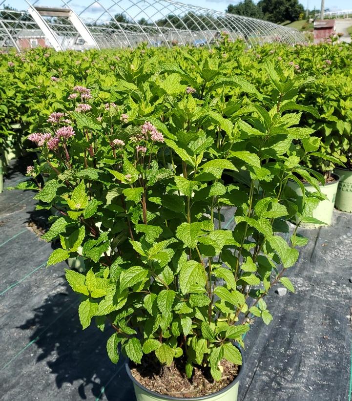 EUPATORIUM DUBIUM `LITTLE JOE`