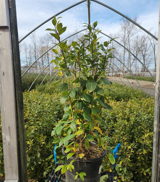 ILEX VERT. `JIM DANDY`
