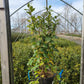 ILEX VERT. `JIM DANDY`
