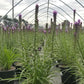 LIATRIS SPICATA `KOBOLD ORIGINAL`