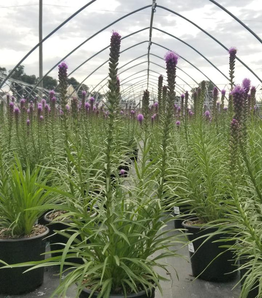 LIATRIS SPICATA `KOBOLD ORIGINAL`