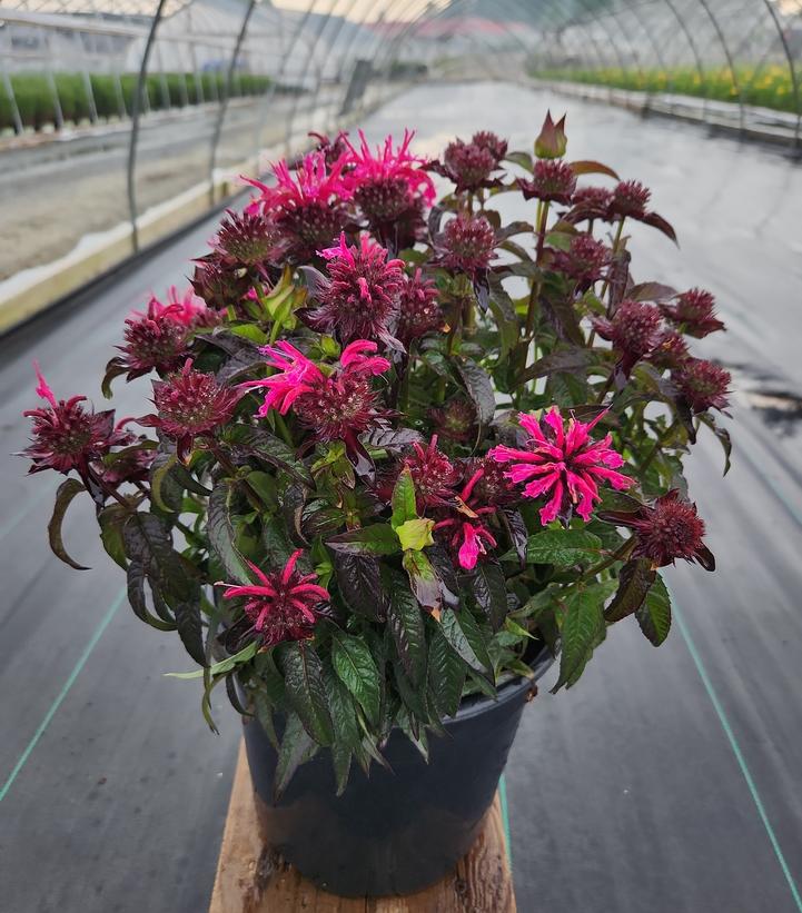 MONARDA SB `BERRY TAFFY`