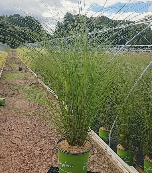 MISCANTHUS `SCOUT` (STERILE)